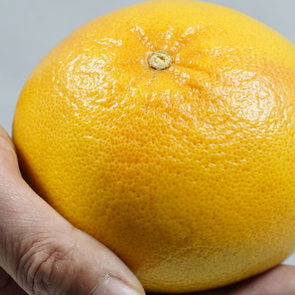 仙台の宅配サービス トドケル仙台｜美味しさにこだわった地場野菜宅配サービス